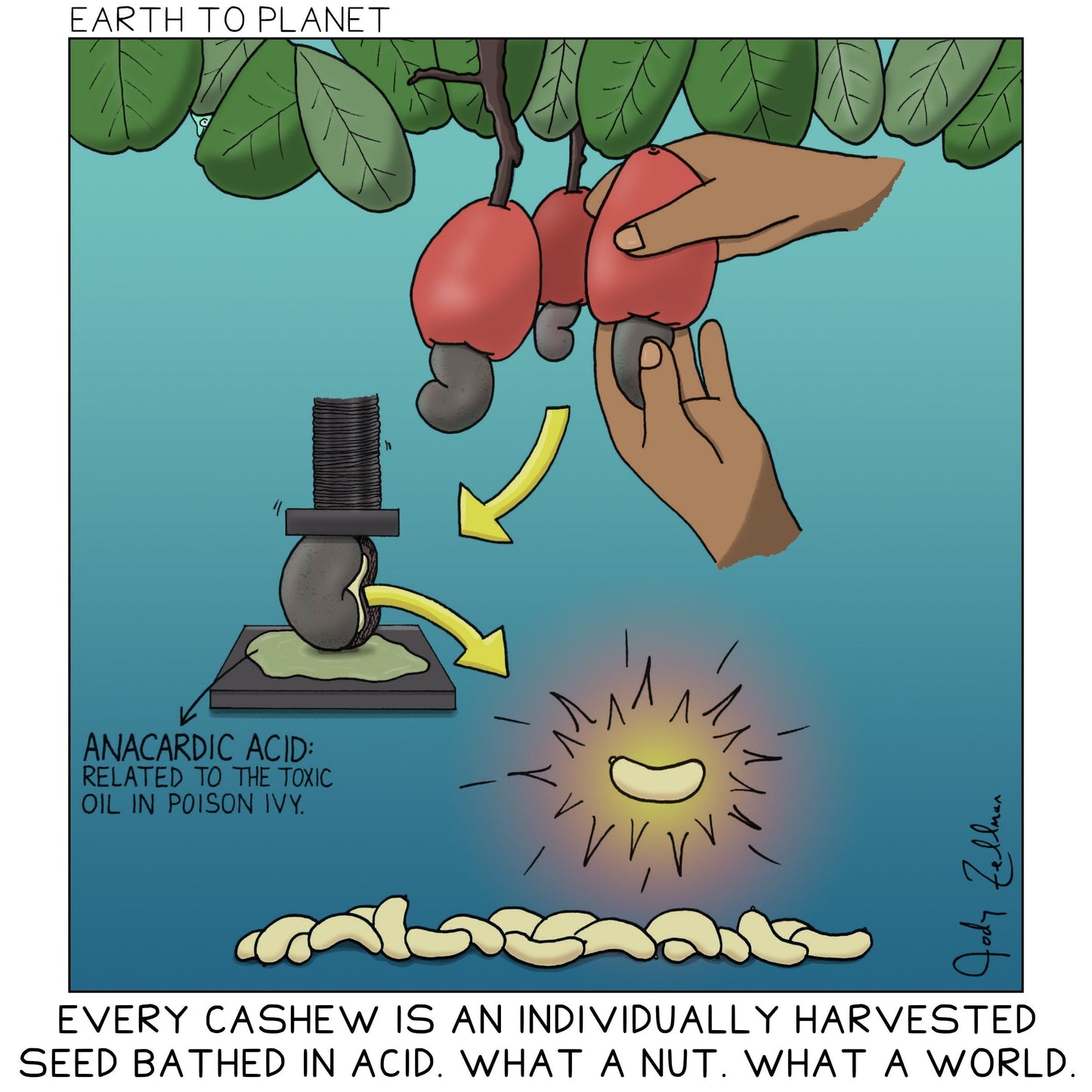 Cashews Cartoon