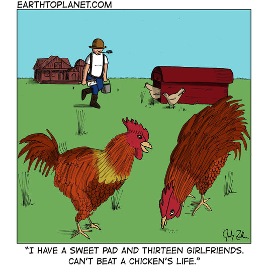 Chicken's Life Cartoon