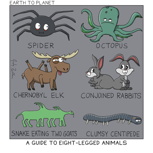 Guide To Eight-Legged Animals Cartoon