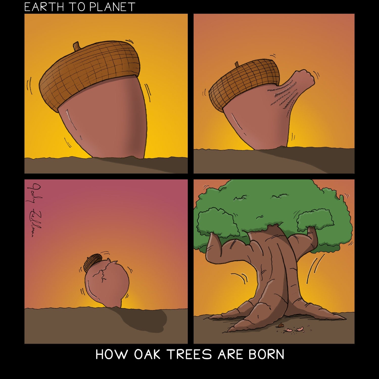 How Oak Trees Are Born Cartoon