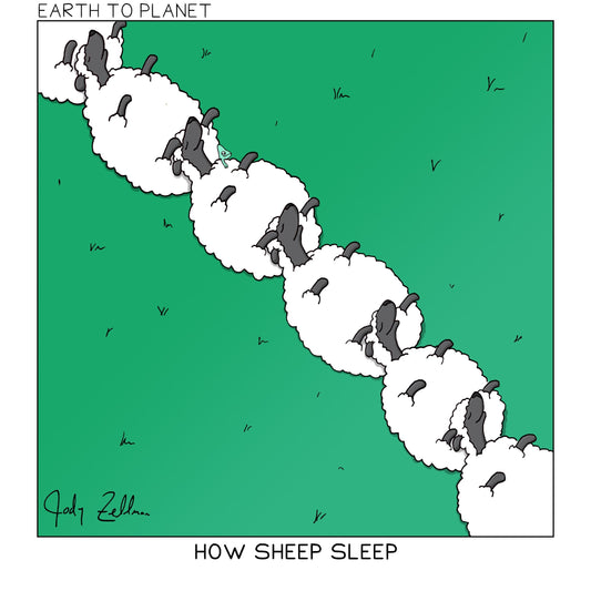 How Sheep Sleep Cartoon