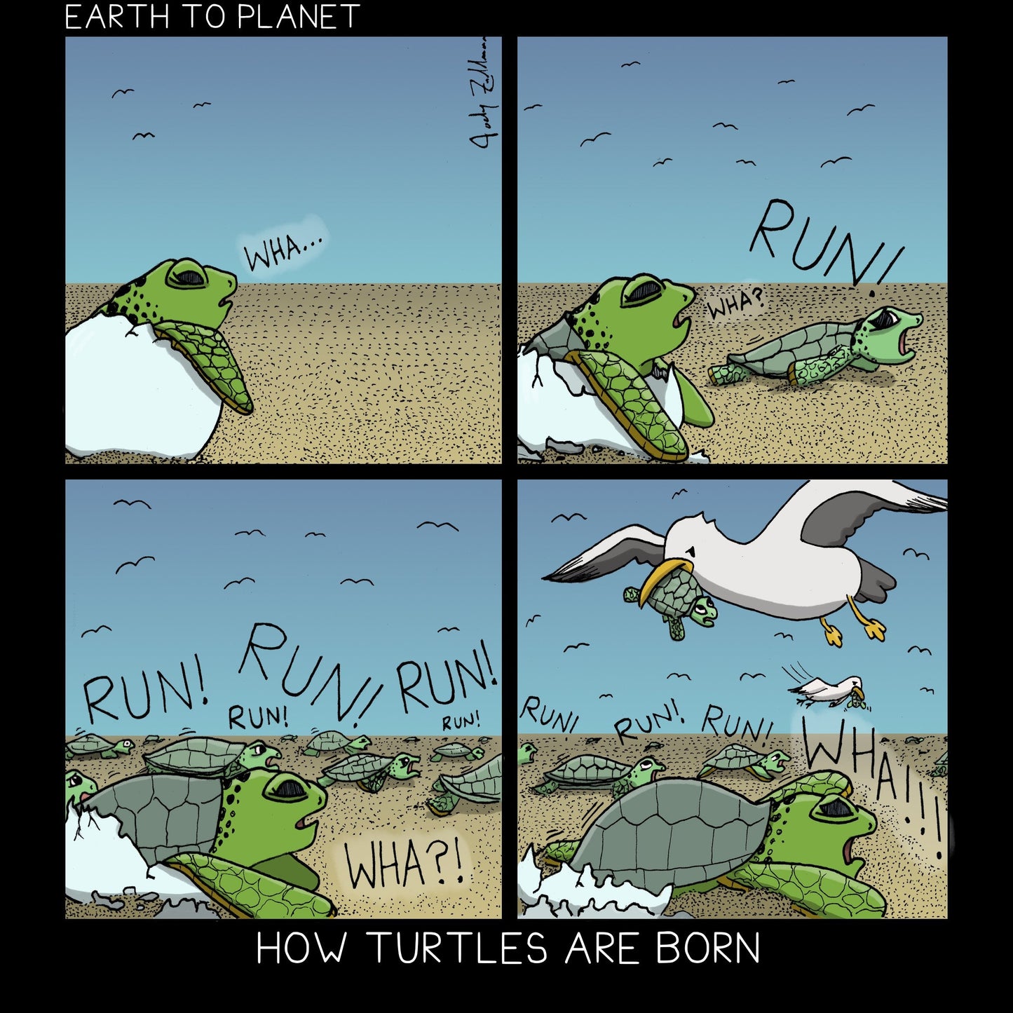 How Turtles Are Born Cartoon