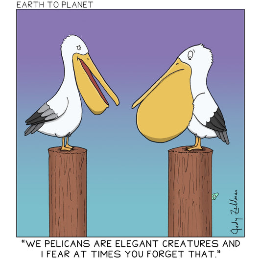 Pelicans Cartoon