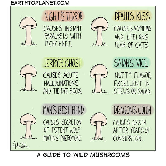 Wild Mushrooms Cartoon